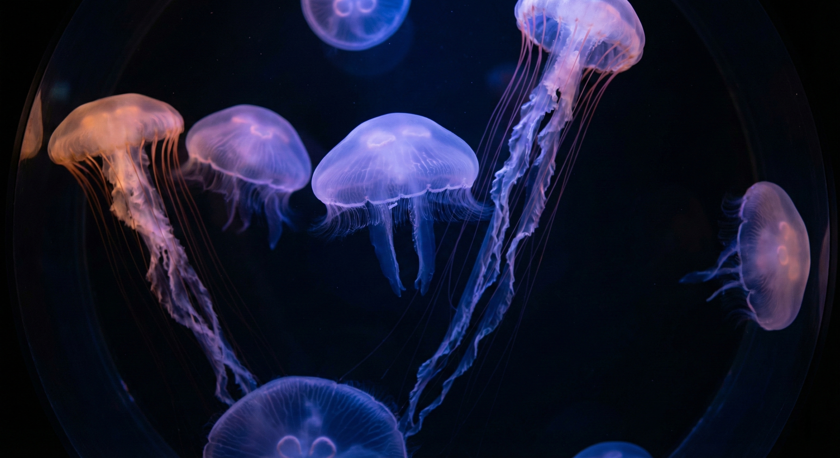 Transparent, bioluminescent jellyfish floating gracefully in a dark, blue-lit tank at Osaka Aquarium Kaiyukan, highlighting their delicate shapes and glowing tendrils in detail.