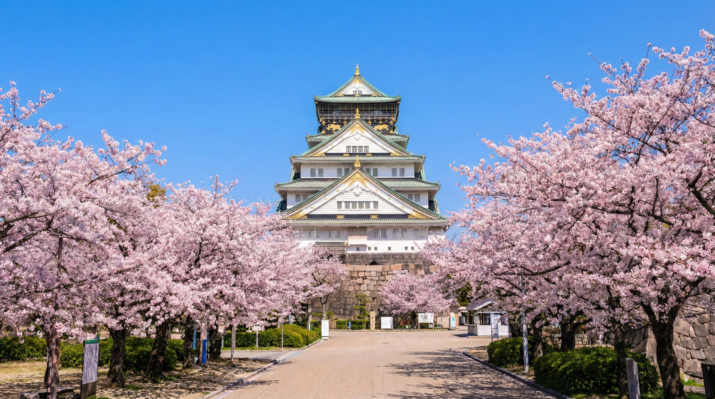 A majestic white and gold castle tower rises above a dense, soft sea of ​​pale pink cherry blossoms under a bright blue spring sky in Osaka.