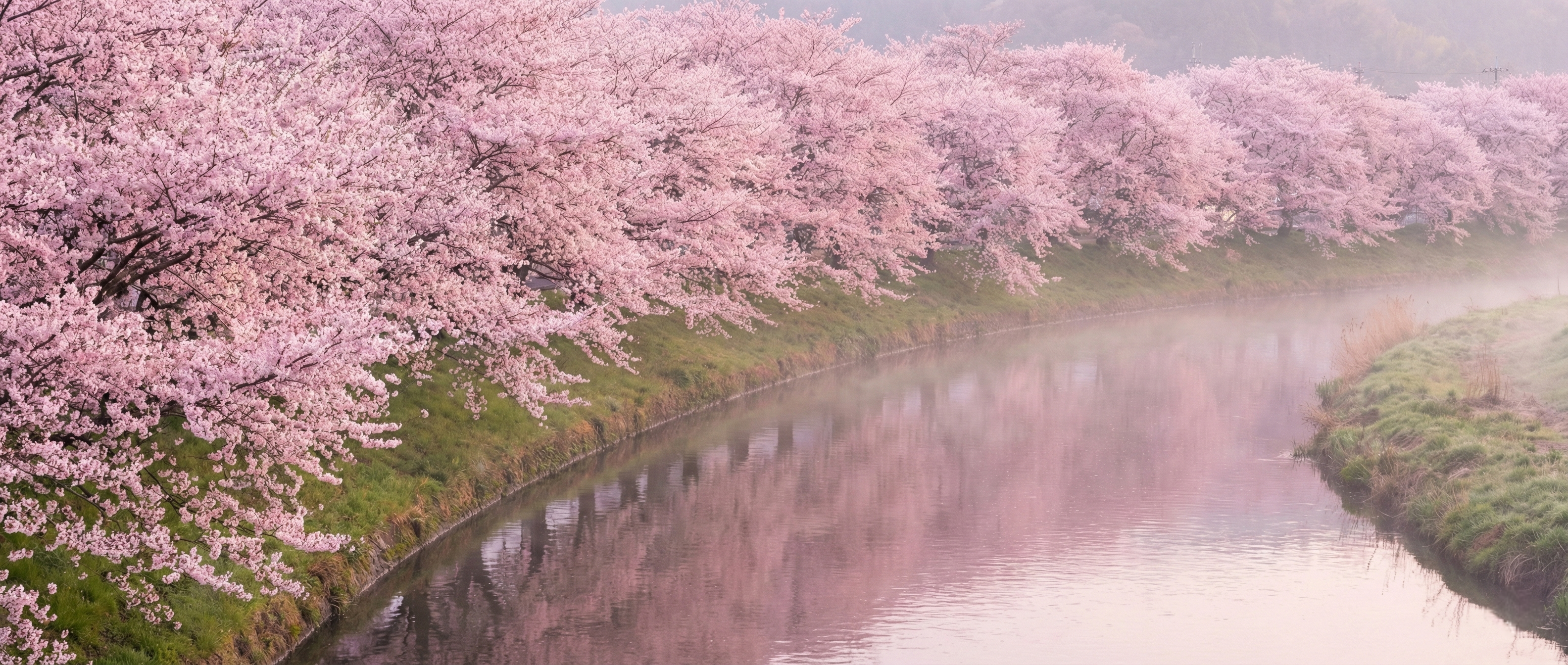 A wide landscape of a riverbank lined with hundreds of identical cherry blossom trees in perfect, simultaneous peak bloom under a clear sky.