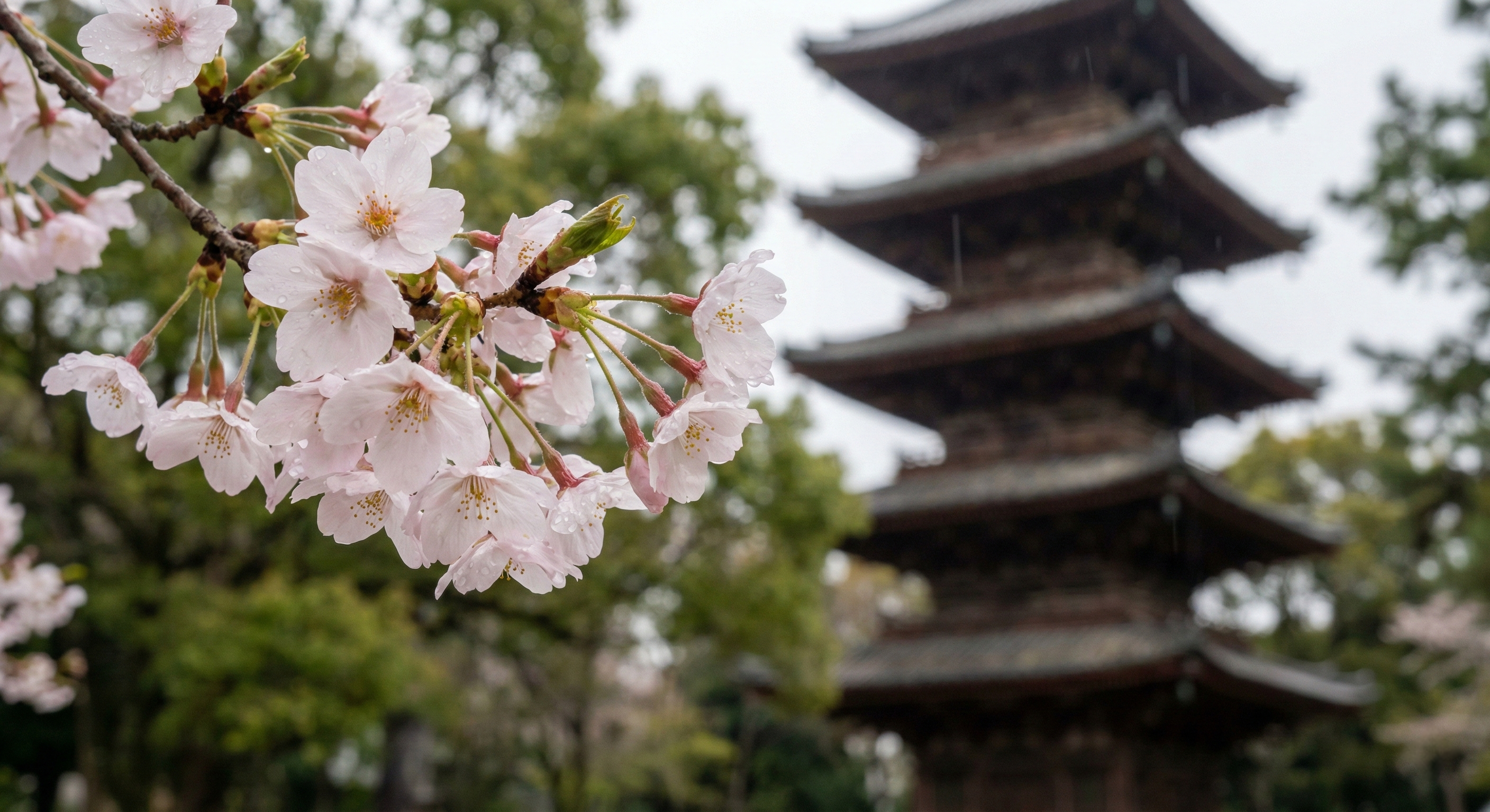 A sharp close-up of delicate pink cherry blossoms with a soft-focus background featuring the historic five-story pagoda of Kan'ei-ji Temple at Ueno Park, symbolizing centuries of floral tradition.