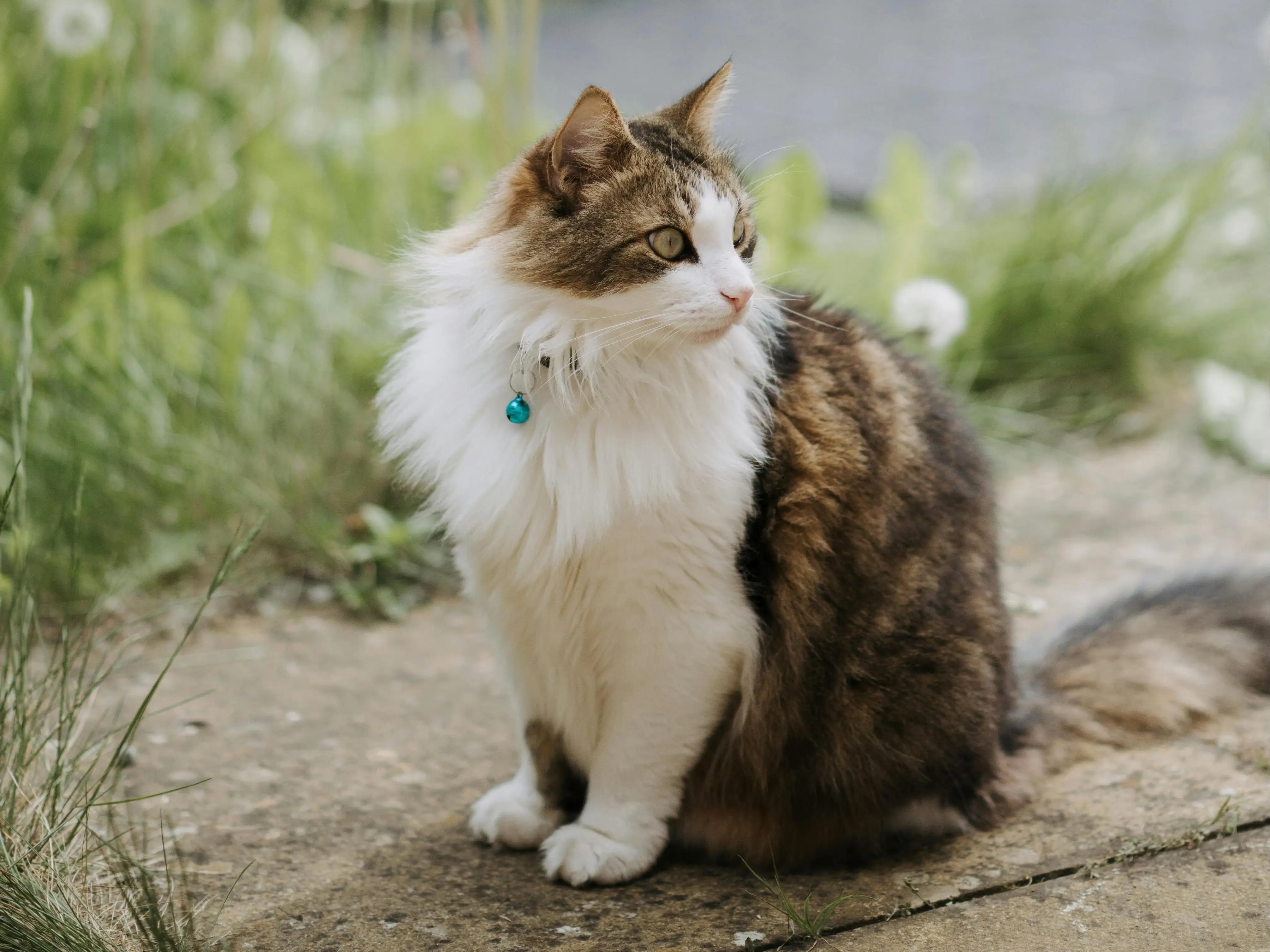 AI Background Remover Sample: cat without background | VisualGPT